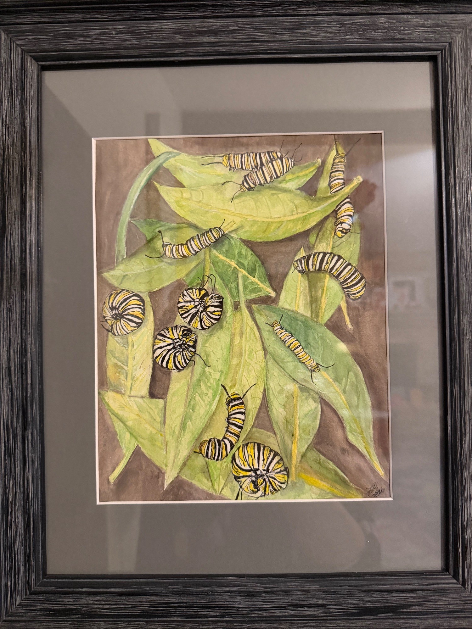Jenni's Monarchs